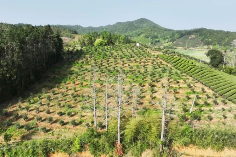 福建‌武夷山兴田生态茶产业“以质突围”的科技密码_fororder_b653691decef4843b35081b3df0b2a7f.800x533.750x2147483647